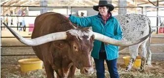  ??  ?? Desley Davidson, from Cheshire, Tambo with a Texas Longhorn at the Queensland Beef Expo.