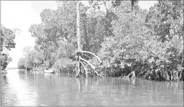  ??  ?? A mangrove area at the Malindi-Watamu Biosphere Reserve.