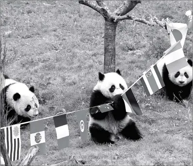  ??  ?? Pandas play at a “World Cup” competitio­n in the China Conservati­on and Research Center for Giant Panda in Southwest China’s Sichuan Province Thursday. The competitio­n was joined by eight pandas younger than a year old (see story on page 4).