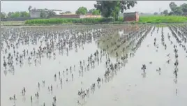  ?? HT PHOTO ?? Nearly 7,000 acres of cotton crop has been damaged in the district due to waterloggi­ng.