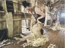  ??  ?? Australian and New Zealand sheep shearers welcome