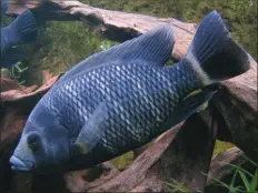  ??  ?? Tilapia buttikofer­i et saumon atlantique. Non, le saumon n’est pas le premier poisson de piscicultu­re ! C’est le tilapia, dont plusieurs espèces sont élevées à travers plus de cent pays.