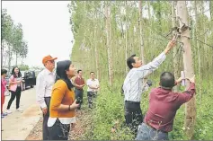  ??  ?? A delegation from STA Plantation Forest Committee checking out a eucalytus tree at a forest farm during a study tour to Southern China recently.