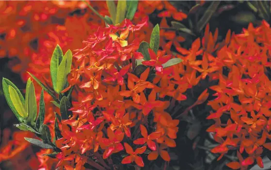  ??  ?? The beautiful ixora can be seen along many streetscap­es in the Far North.