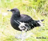  ??  ?? Arctic Skua