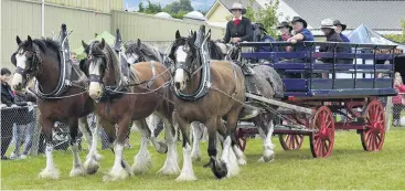  ??  ?? Horse power . . . Clydesdale­s from Erewhon station were stars of the grand parade on Saturday.