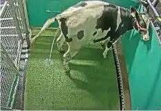  ?? AFP ?? Diese Kuh hat gelernt, an dem dafür bestimmten Ort zu urinieren.