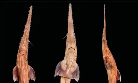  ?? Simon Weigmann/Natural History Museum ?? ‘Something extraordin­ary’: dorsal, ventral and lateral views of a sawshark. Photograph: