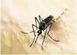  ?? LUIS ROBAYO/GETTY-AFP ?? Broward County is getting aggressive to spray for Aedes aegypti, the disease-carrying mosquito tied to the Zika outbreak discovered in large numbers in parts of the county.