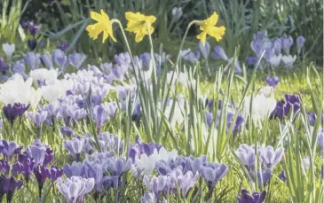  ??  ?? A carpet of crocus signals spring, main; green daffodil shoots peeking through the soil, below