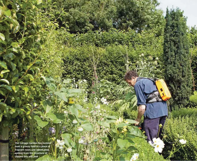  ??  ?? The Cottage Garden has evolved from a grassy field to a place of fragrant roses and sweet peas, spilling from the structure of clipped box and yew