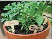  ??  ?? A Mexican herb garden offers fresh seasonings at the ready.