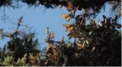  ?? (AFP) ?? Monarch butterflie­s are seen in the trees at the Pacific Grove Monarch Sanctuary in Pacific Grove, California on January 26