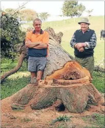  ??  ?? Mystery: Kevin and Keith Buckley are appealing for informatio­n on who cut down a totara tree on their property.