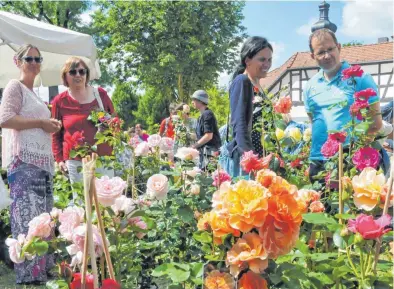  ?? FOTOS: ROLAND RAY ?? Ein Meer an blühenden Rosen wartet auf die Besucher des Rosenmarkt­s am Schloss Großlauphe­im.