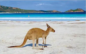  ??  ?? Lucky Bay has great opportunit­ies to spot kangaroos.