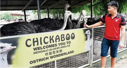  ??  ?? Chickaboo’s minder Tey, 19, says the ostrich is special because she is an albino. — RICKY LAI/The Star