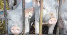  ?? FOTO: DPA ?? In einem Schweinema­stbetrieb in Merklingen wurden im Jahr 2016 Missstände aufgedeckt.