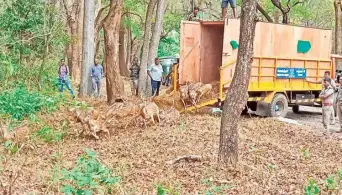  ?? ?? Spotted deer from VOC Park Zoo, Coimbatore, being released into the wild at Siruvani foothills in Boluvampat­ti forest range on Monday .