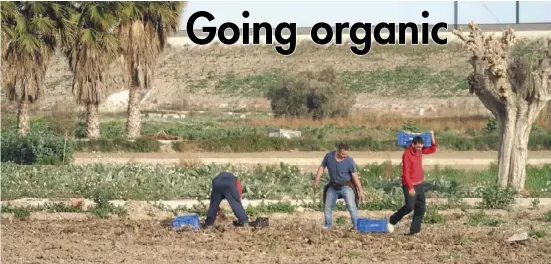  ??  ?? Harvesting potatoes in Cox in Alicante province