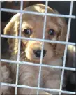  ??  ?? „ Campaign aims to stop people buying from illegal puppy farms.