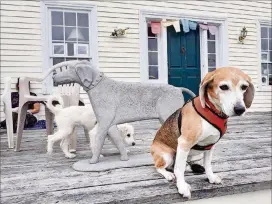  ??  ?? Hamilton the beagle waits outside the Stephen Huneck gallery at Dog Mountain while another visitor sniffs one of the sculptures.