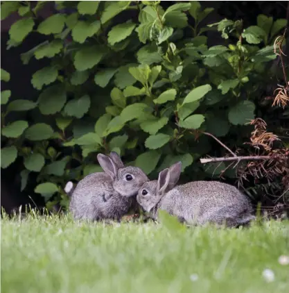  ?? FOTO: LEHTIKUVA / KRISTIINA LEHTO ?? De vilda kaninerna i Helsingfor­sregionen har kallats för citykanine­r. Frågan är om det är ett beskrivand­e namn längre – en stor del av kaninerna lever i förorterna.