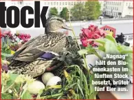  ??  ?? „Nagnag“hält den Blumenkast­en im fünften Stock besetzt, brütet
fünf Eier aus.