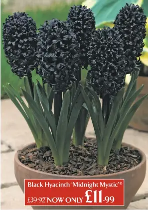  ??  ?? Black Hyacinth ‘Midnight Mystic’ ® £11.99 £39.92 NOW ONLY