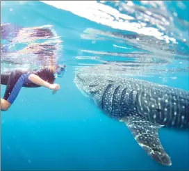  ?? Photo courtesy of Baja Charters ?? Baja Charters takes groups out to swim with whale sharks, the largest fish on the planet, in the Sea of Cortez.