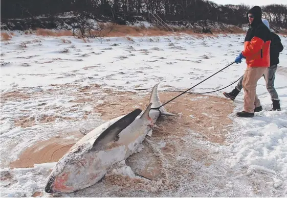  ?? Picture: ATLANTIC WHITE SHARK CONSERVANC­Y ?? So cold are conditions in the northeast of the US that several frozen sharks have been recovered from beaches.