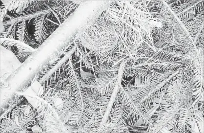  ?? HO THE CANADIAN PRESS ?? Landowners in Bear River, N.S., photograph­ed the nest of an American robin after contractor­s cut a 20-metre swath of trees and brush.