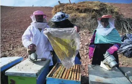  ?? Wakil Kohsar / AFP ?? Female beekeepers check hives at a farm in Afghanista­n’s Yakawlang district. In the mountainou­s province of Bamiyan, one of the country’s least developed but most liberal regions, beekeeping gives rural women the chance to become entreprene­urs.