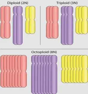  ??  ?? THE SCIENCE: While most plants are diploid or triploid (we humans are diploid), dahlias are octoploid. That means each cell has eight of each set of the chromosome­s of that particular species, rather than just two or three (N = number of chromosome­s in...