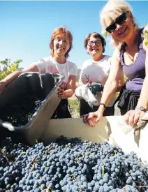  ??  ?? On their last day, Lynne Robson, left, Cathy Doyle and Debbie Gordon picked enough grapes to fill a large bin. Their original nickname, The Canadian Ladies, became The Half Ton Mammas. It was a compliment.