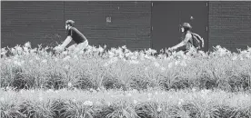  ?? MATHEW MCCARTHY WATERLOO REGION RECORD FILE PHOTO ?? Cyclists ride past a long flower bed full of lilies in Waterloo.