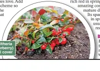  ?? ?? PICK AND MIX: Gaultheria procumbens (checkerber­ry) gives good low-level cover