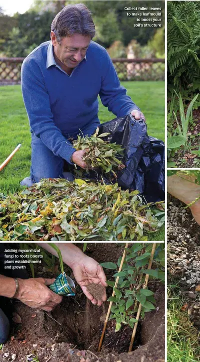  ??  ?? Adding mycorrhiza­l fungi to roots boosts plant establishm­ent and growth Collect fallen leaves to make leafmould to boost your soil’s structure