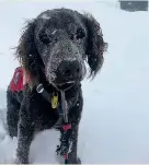  ??  ?? Bomber the Kiwi search and rescue dog is coming home.