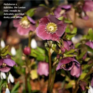 ??  ?? Helleborus x hybridus, the Lenten rose, reveals its delicately speckled, dusky pink petals.
