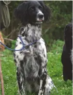  ??  ?? The large Munsterlan­der is slow to mature and takes lots of patience to train as a gundog