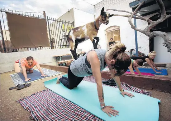  ?? Patrick T. Fallon For The Times ?? A BABY GOAT stands on Diamarie Cruz at a Hello Critter yoga session. It’s hard to take yourself too seriously with a goat standing on your back or tickling your ear.