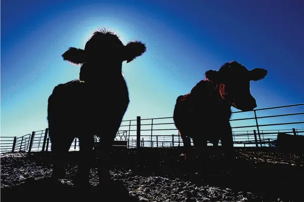  ?? CHARLIE NEIBERGALL/ASSOCIATED PRESS ?? Cows stand in a pen at the Vaughn Farms cattle operation near Maxwell, Iowa.