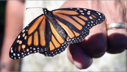  ?? The Associated Press ?? John Miano of Destin, Fla., holds a monarch butterfly on his fingertip as he waits for the newly tagged insect to take flight during the Panhandle Butterfly House’s Monarch Madness festival. The Trump administra­tion is proposing changes to the...