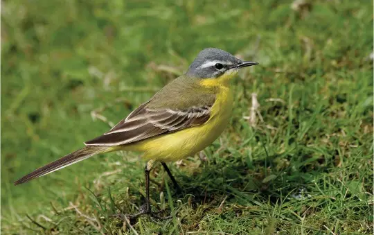  ?? ?? THREE: Blue-headed Wagtail (Seaforth NR, Lancashire, 1 May 2004). After flavissima, the most likely ‘Yellow Wagtail’ to reach Britain is nominate flava, Blue-headed, and birds like this colourful spring male stand out readily in a flock of migrant wagtails in spring. Note the blue-grey forehead, crown, nape and ear coverts, the white superciliu­m flaring behind the eye, and the small white subocular mark on the ear coverts. There is also a poorly developed narrow white submoustac­hial stripe dividing the bluegrey ‘cheek’ from the bright yellow throat.