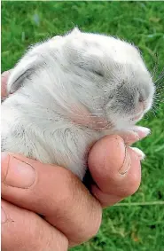  ??  ?? A newborn mini lop-eared rabbit.