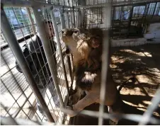  ?? (Ibraheem Abu Mustafa/Reuters) ?? A MAN SHARES a moment with a lion at the private zoo in Rafah in the southern Gaza Strip.