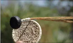  ?? JON HAMMOND / FOR TEHACHAPI NEWS ?? Deergrass seed stalks form the foundation bundle of traditiona­l Nuwä basketry.