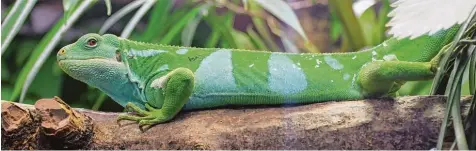  ?? Fotos: Annette Zoepf ?? Etwas skeptisch scheint der Fidschi Leguan im Reptilienh­aus dreinzubli­cken. Bei den grünen Tieren gibt es derzeit Nachwuchs.