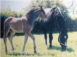  ??  ?? Loss: Feisty as a foal with her dam. Right: Jennifer with the balloon